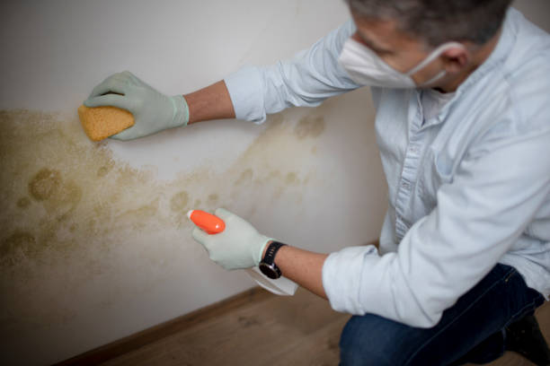 Trusted Lennox, CA Mold Remediation Experts